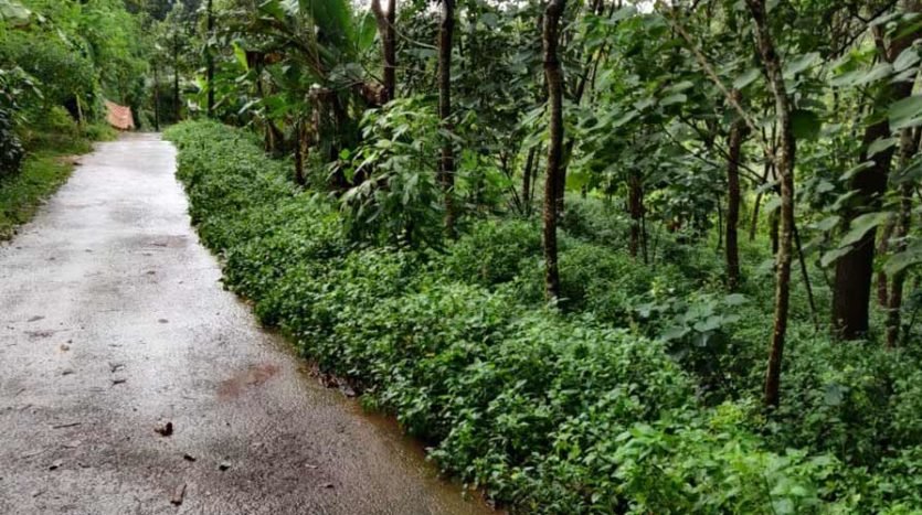 1 acre Rubber plantation for sale near Vengode, Trivandrum