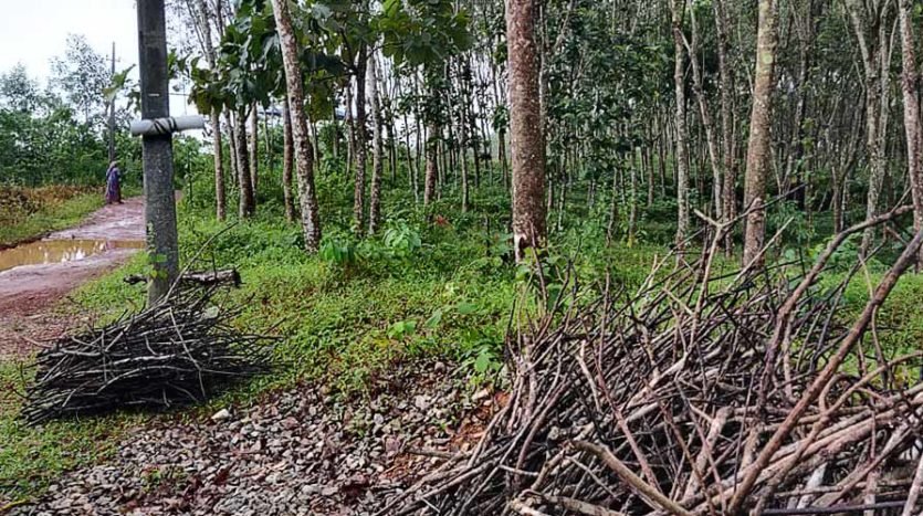 2 acre Rubber plantation for sale at Vengode, Pothencode