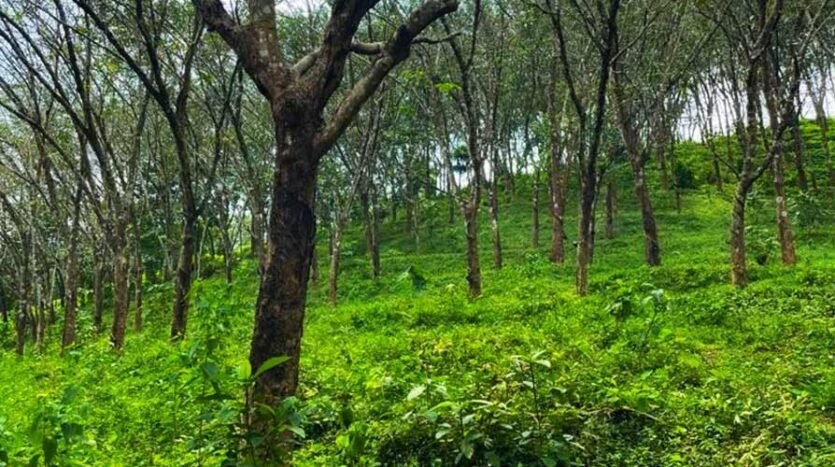 5 acre Rubber Plantation land for sale in Anchal, Kollam