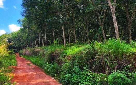 5-75-acres-of-prime-rubber-plantation-for-sale-in-nilamel-kollam