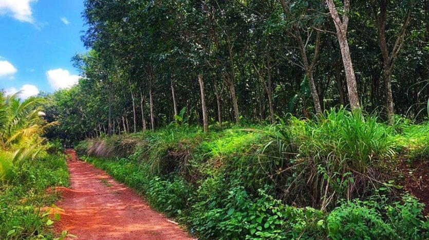 5-75-acres-of-prime-rubber-plantation-for-sale-in-nilamel-kollam