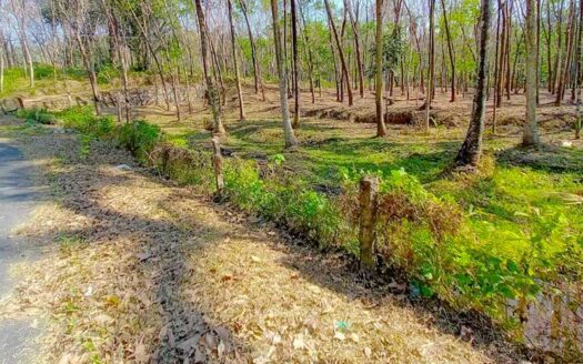 1.7-Acre Rubber Plantation for Sale in Maruthamala, Vithura, Trivandrum