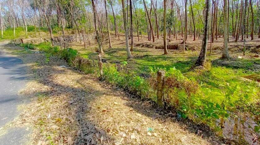 1.7-Acre Rubber Plantation for Sale in Maruthamala, Vithura, Trivandrum