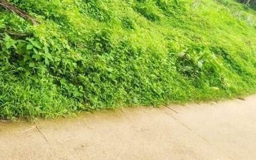 20 Cent Residential Land in Azhanthakuzhy Nilamel