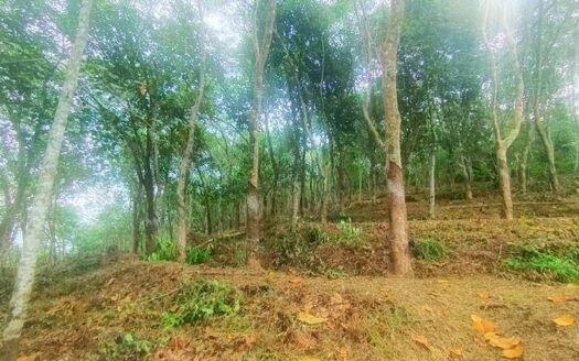 1.74 Acre Land for Sale Cheeranikara Vembayam Trivandrum