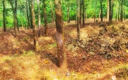 8.5 Acre Land for Sale Panvoor Nedumangad Thiruvananthapuram