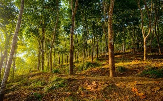 1.74 Acre Rubber Plantation Cheeranikkara Vembayam
