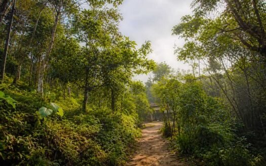 2.5 Acre Plantation for Sale Adimali Idukki